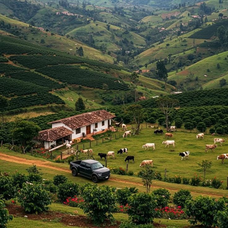 Finca Coffee Time